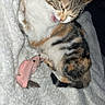 Kaleesi a rejoint le concours — aidez-le/la à gagner de superbes lots ! abyssinian, animal, blanket, bodypart, cat, couch, face, furniture, head, kitten, manx, mouth, person, pet, photography, plush, portrait, quilt, sleeping, tongue