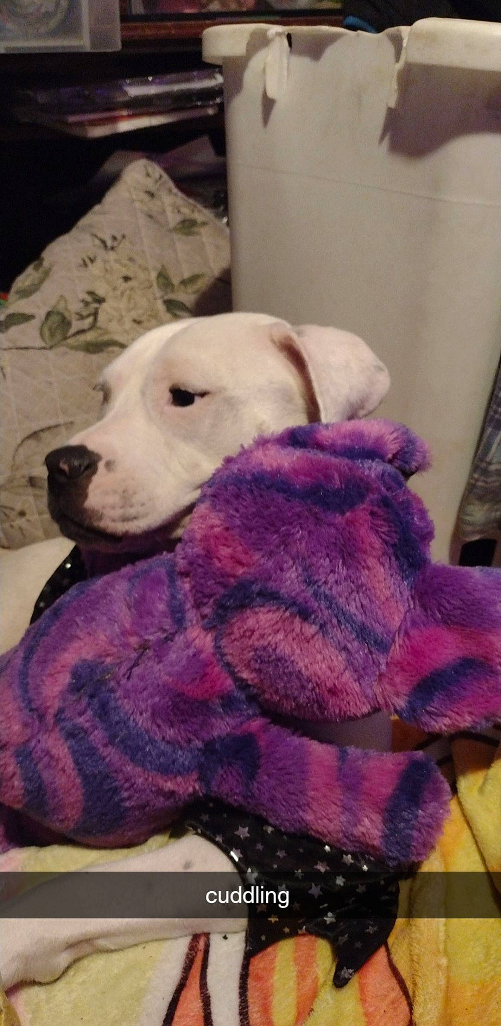 Gypsy joined the competition — help win amazing prizes! carnivore, comfort, companion_dog, dog, dog_breed, fawn, fur, linens, magenta, mammal, pink, plush, purple, selfie, snout, stuffed_toy, textile, toy, vertebrate, violet
