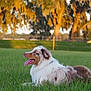 dog, australian_shepherd, blue_eyes, grass, outdoor, nature, sunlight, trees, lawn, pet, canine, fur, tongue_out, relaxed, summer, daytime, animal, mammal, side_view, park