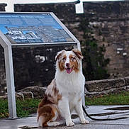 Jack is registered to the contest to win money with this photo: dog, australian_shepherd, sitting, blue_eyes, wet_pavement, informational_sign, historic_wall, outdoor, leash, grass, cloudy_sky, stone_wall, happy, pet, canine, fur, sidewalk, nature, portrait, daytime