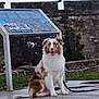 dog, australian_shepherd, sitting, blue_eyes, wet_pavement, informational_sign, historic_wall, outdoor, leash, grass, cloudy_sky, stone_wall, happy, pet, canine, fur, sidewalk, nature, portrait, daytime