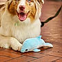 dog, australian_shepherd, blue_eyes, fluffy, happy, tongue_out, indoor, toy, plush_dolphin, brown_and_white, pet, canine, floor, tile_floor, leash, domestic_animal, playful, cute, animal, companion