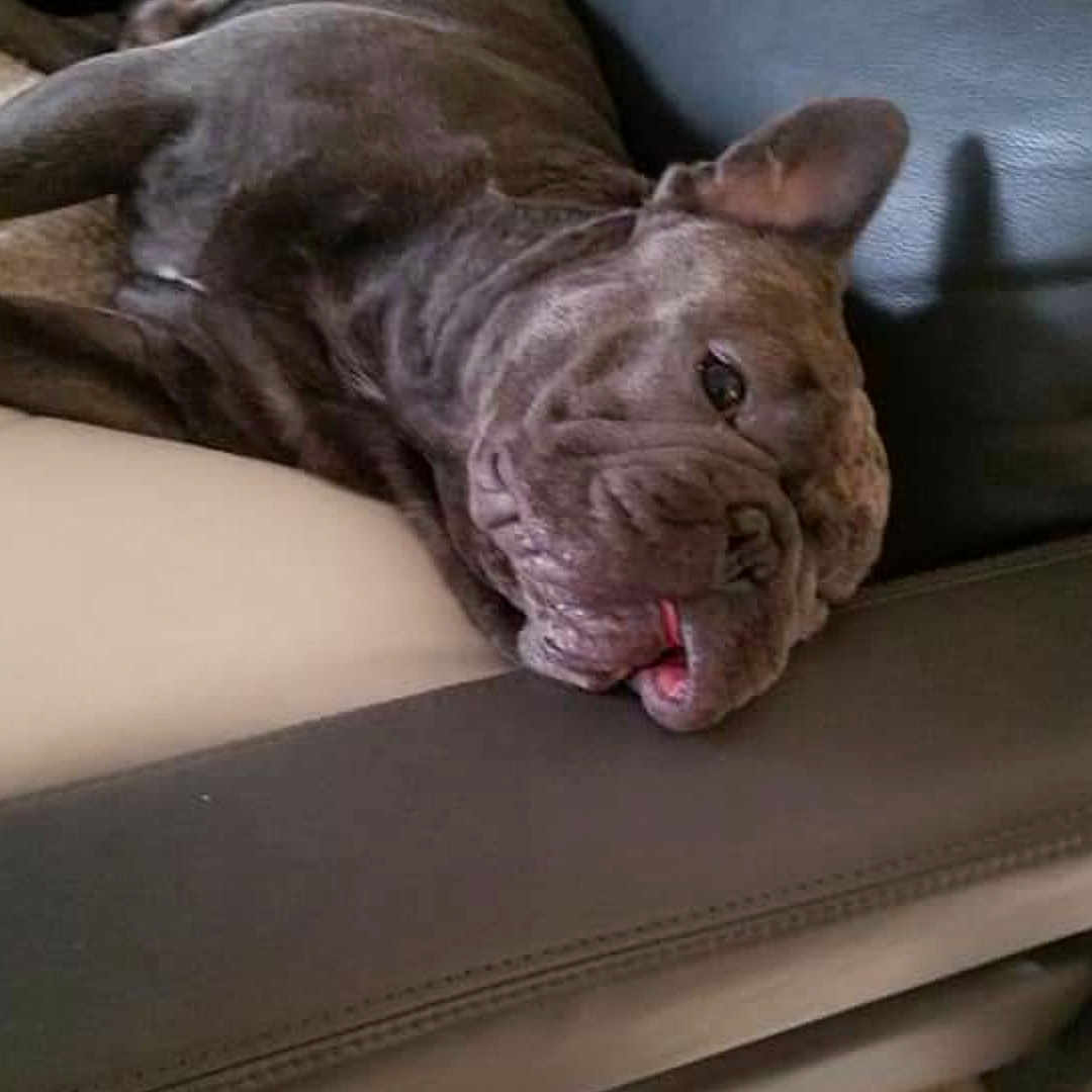 Bothang joined the competition — help win amazing prizes! bulldog, closeup, companion, couch, dog, domestic_animal, floor_tile, french_bulldog, indoor, leather, living_room, muzzle, paw, pet, relaxed, side_profile, sleeping, sofa, tongue_out, wrinkled