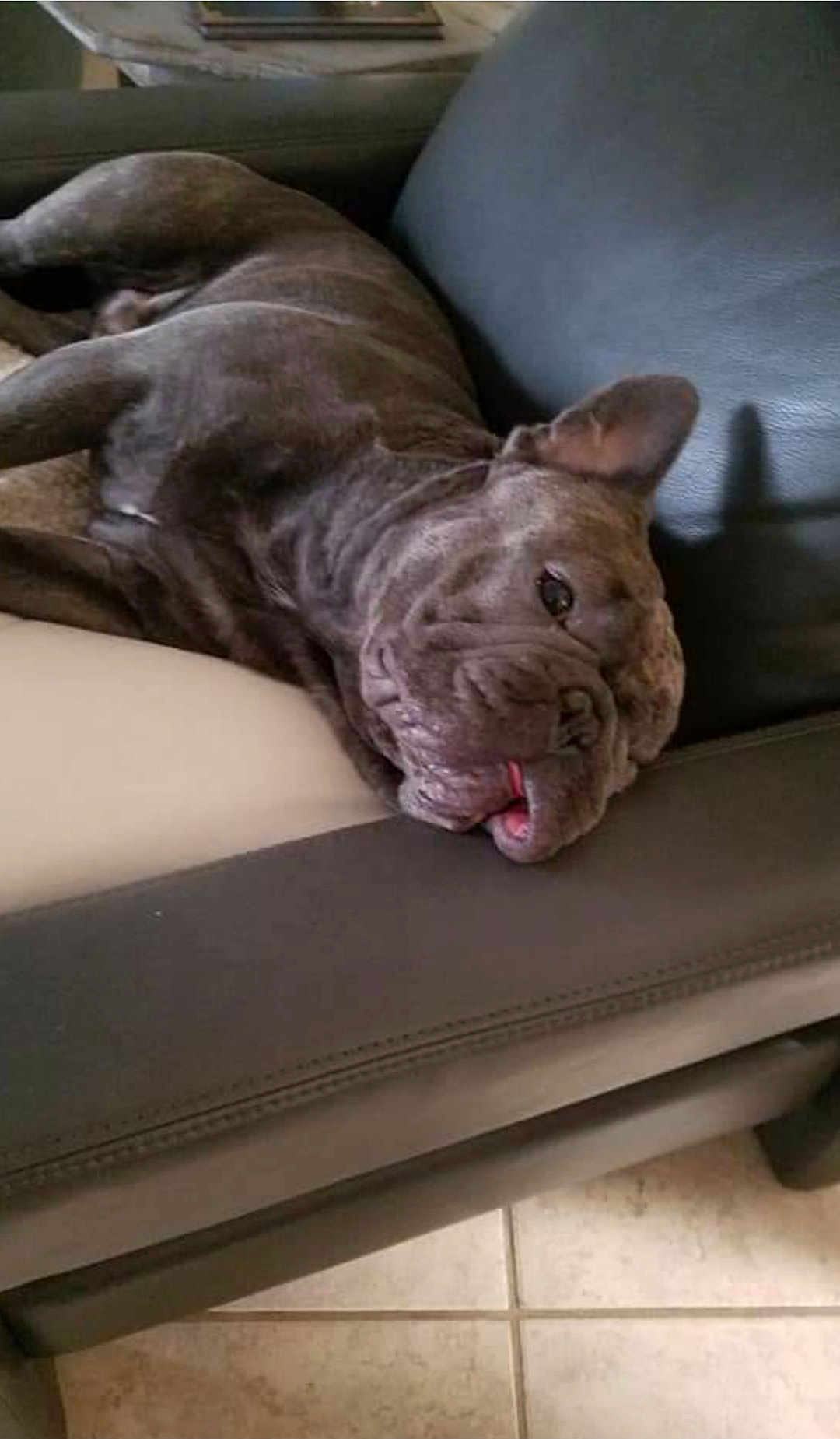 Bothang joined the competition — help win amazing prizes! dog, bulldog, french_bulldog, pet, sleeping, couch, sofa, tongue_out, relaxed, indoor, floor_tile, leather, companion, domestic_animal, muzzle, wrinkled, paw, living_room, side_profile, closeup