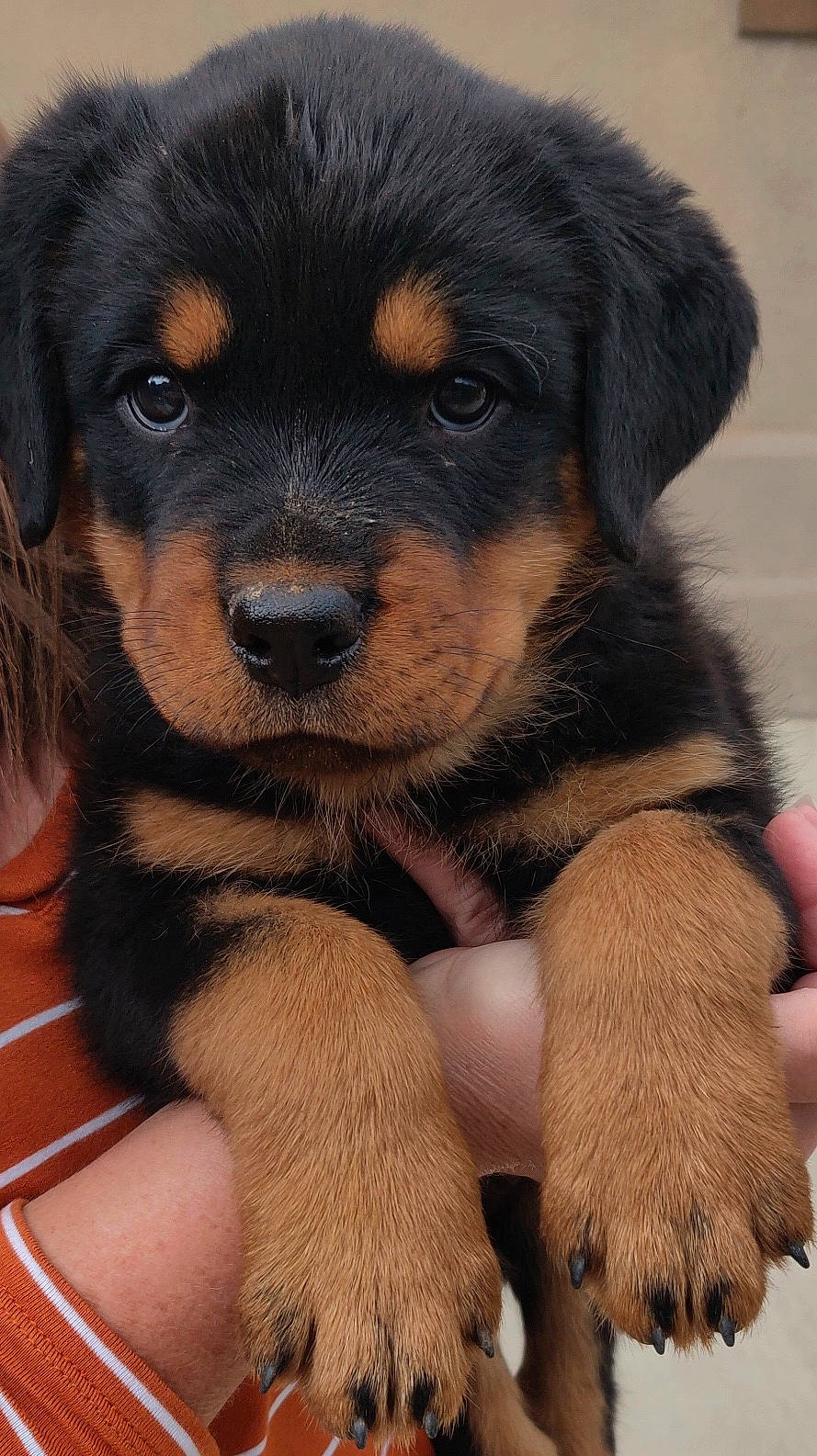 Koda is registered to the contest to win money with this photo: ancient_dog_breeds, canidae, carnivore, companion_dog, dog, dog_breed, fawn, hovawart, mammal, paw, puppy, puppy_love, rare_breed_dog, rottweiler, snout, sporting_group, vertebrate, working_dog