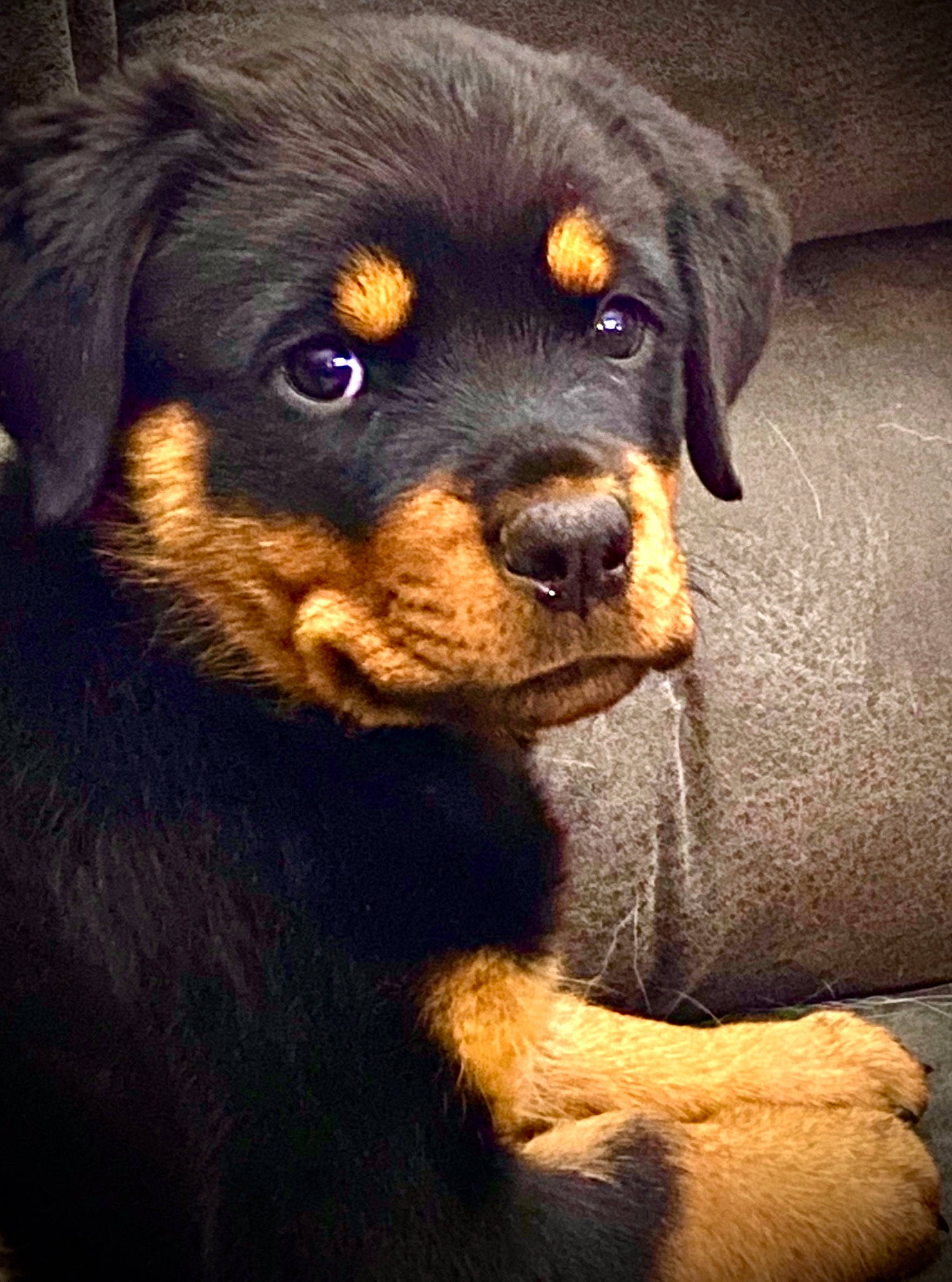 Koda joined the competition — help win amazing prizes! canidae, carnivore, companion_dog, dog, dog_breed, hovawart, huntaway, mammal, puppy, rottweiler, snout, sporting_group, vertebrate, working_dog