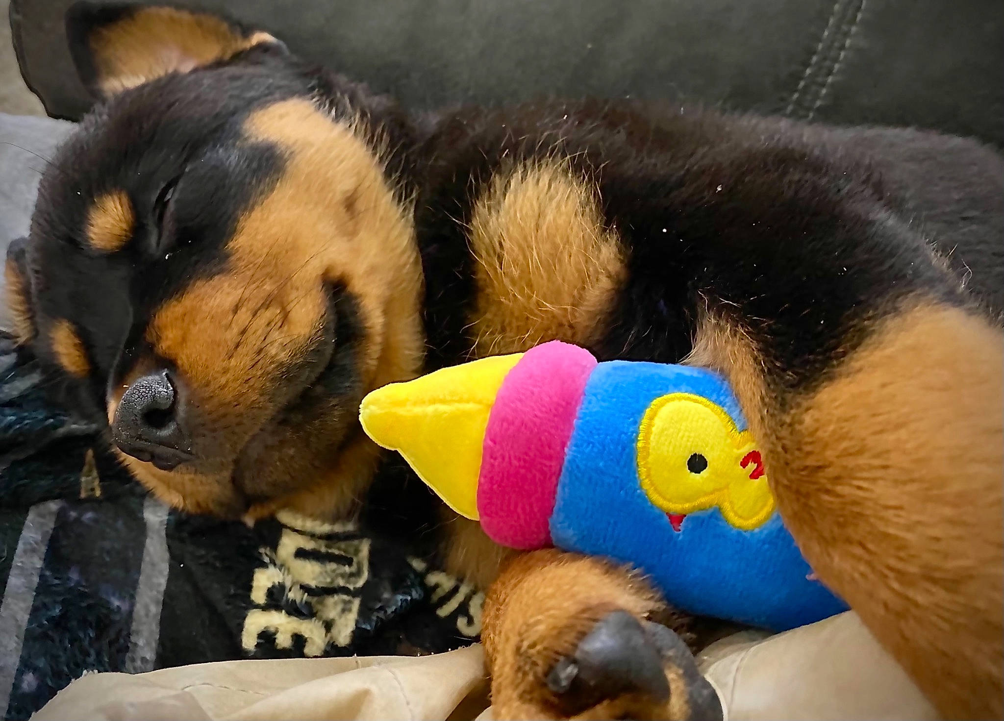 Koda joined the competition — help win amazing prizes! canidae, carnivore, companion_dog, dachshund, dog, dog_breed, dog_toy, fawn, guard_dog, miniature_pinscher, pinscher, plush, puppy, puppy_love, rottweiler, stuffed_toy, toy