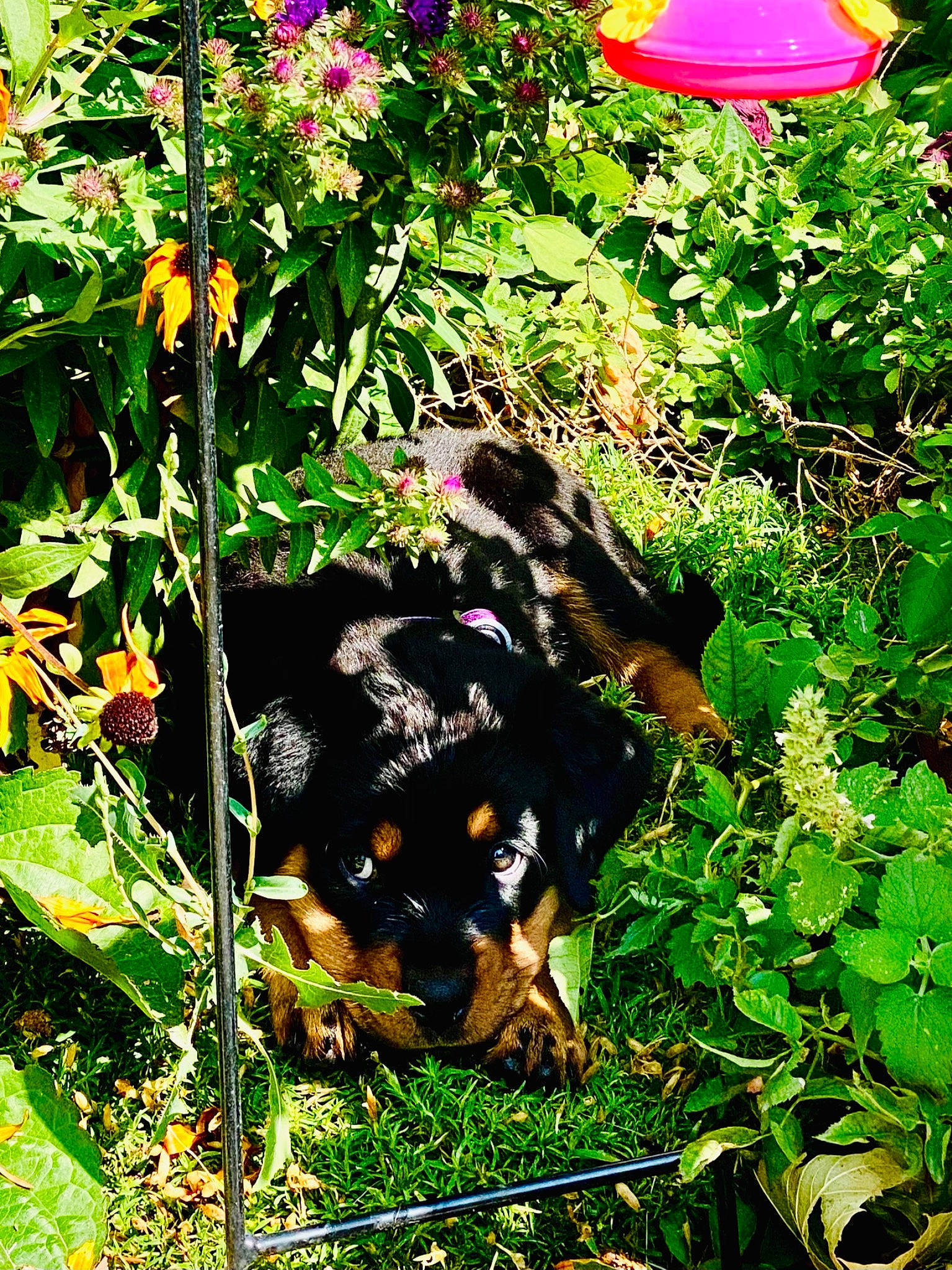 Koda joined the competition — help win amazing prizes! canidae, carnivore, dog, dog_breed, fawn, flower, grass, plant, rottweiler, sporting_group, wildflower