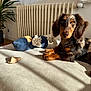 Aya a rejoint le concours — aidez-le/la à gagner de superbes lots ! dog, dachshund, pet, portrait, toy, rope_toy, chew_toy, paw, eyes, fur, radiator, window, sunlight, shadow, sofa, cushion, plant, wood_floor, indoor, cozy