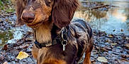 Aya a rejoint le concours — aidez-le/la à gagner de superbes lots ! dog, dachshund, pet, outdoor, river, water, leaves, autumn, forest, collar, closeup, portrait, brown_fur, snout, paws, grass, muzzle, eyes, walking, nature