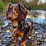 dog, dachshund, pet, outdoor, river, water, leaves, autumn, forest, collar, closeup, portrait, brown_fur, snout, paws, grass, muzzle, eyes, walking, nature