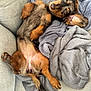 dog, puppy, dachshund, long_haired, pet, couch, blanket, cozy, belly_up, paw, floppy_ear, eyes, nose, tail, fur, indoor, lounging, cute, gaze, snuggle