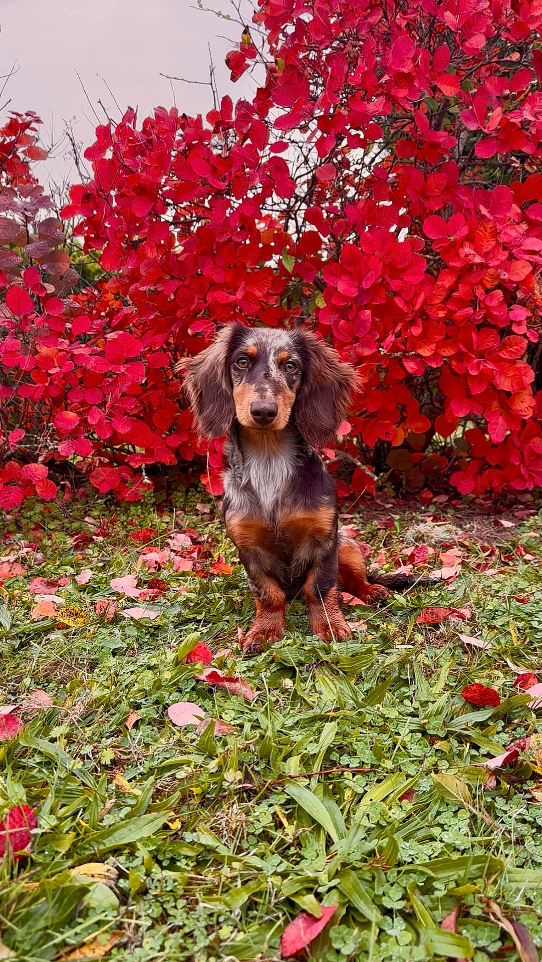 Aya a rejoint le concours — aidez-le/la à gagner de superbes lots ! dog, dachshund, puppy, pet, autumn, fall, red_leaves, foliage, grass, portrait, sitting, outdoors, nature, cute, attentive, long_ears, brown_coat, tricolor, leaf_litter, small_dog