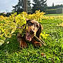 Aya a rejoint le concours — aidez-le/la à gagner de superbes lots ! dog, dachshund, puppy, grass, leaves, branch, chewing, paws, closeup, playful, outdoor, park, sunlight, portrait, greenery, ground, nose, eyes, ears, shallow_depth_of_field