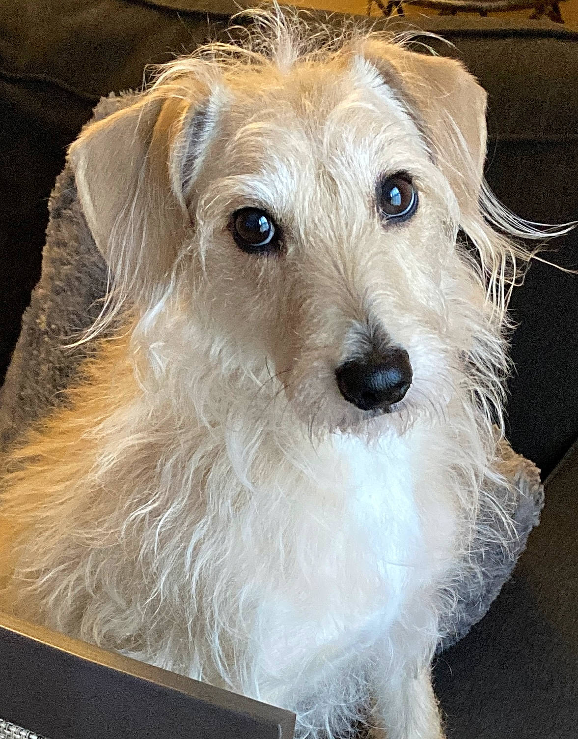 Tobby joined the competition — help win amazing prizes! biewer_terrier, canidae, carnivore, companion_dog, dog, dog_breed, dog_supply, fur, maltepoo, non_sporting_group, small_terrier, snout, sporting_group, terrestrial_animal, terrier, toy_dog, water_dog, working_animal