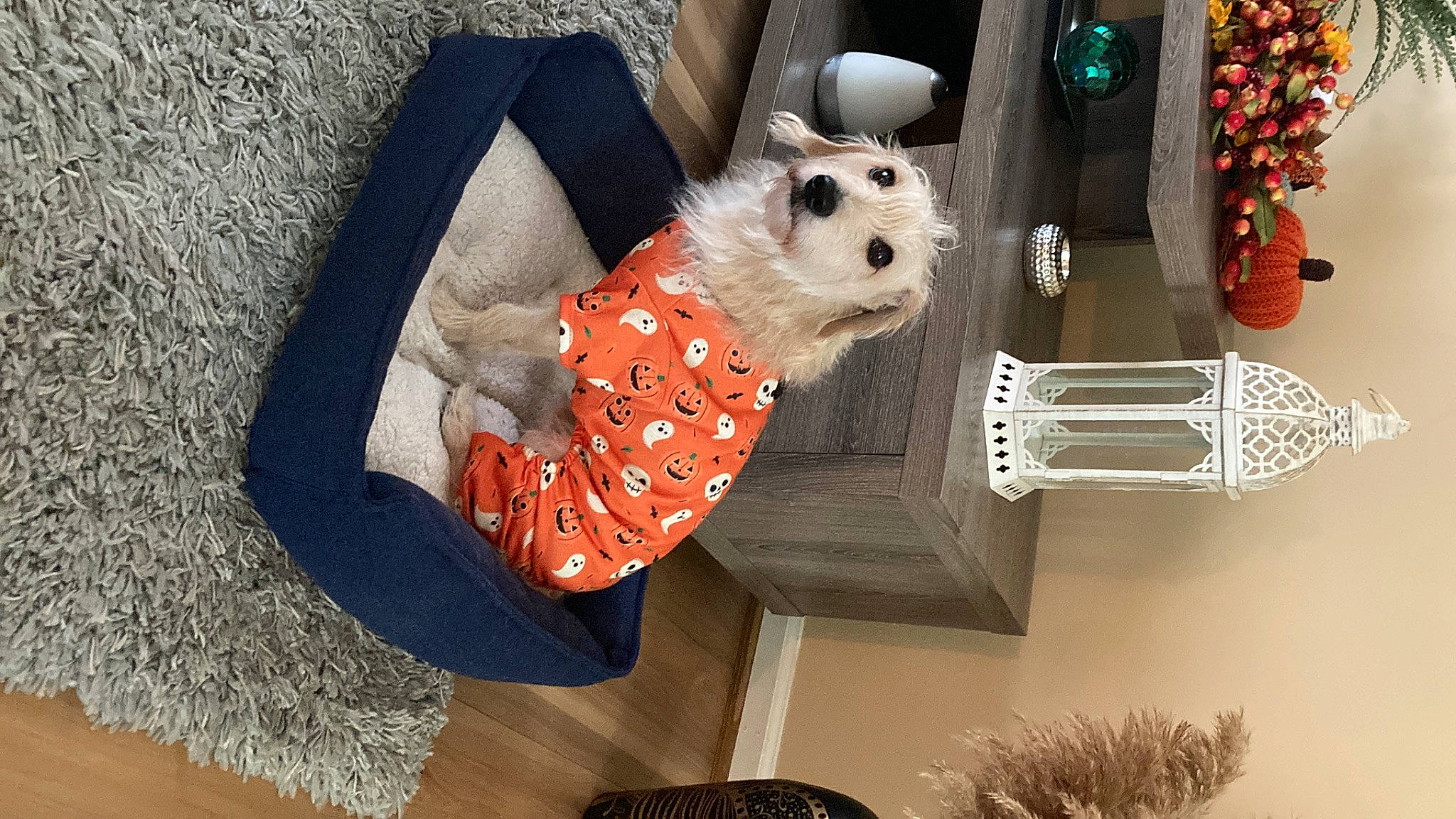 Tobby joined the competition — help win amazing prizes! bag, carnivore, companion_dog, design, dog, dog_breed, dog_clothes, dog_supply, eyewear, fashion_accessory, fawn, fur, linens, pattern, plaid, room, stuffed_toy, textile, toy, toy_dog