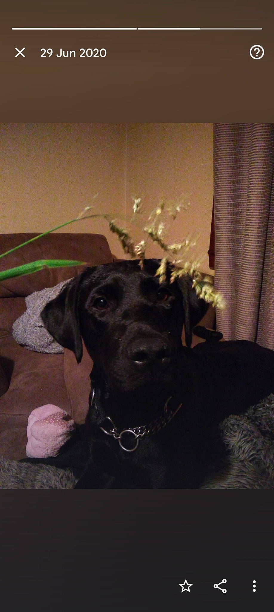 Sam is registered to the contest to win money with this photo: art, borador, canidae, carnivore, companion_dog, curtain, darkness, dog, dog_breed, dog_collar, fawn, fur, guard_dog, liver, plant, room, snout, sporting_group, tints_and_shades, working_animal