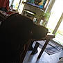 Tartuffe a rejoint le concours — aidez-le/la à gagner de superbes lots ! dog, indoor, table, boots, plant, television, window, floor, furniture, living_room, shadow, dark, light, screen, person_on_tv, curtain, rug, chair, houseplant, daylight
