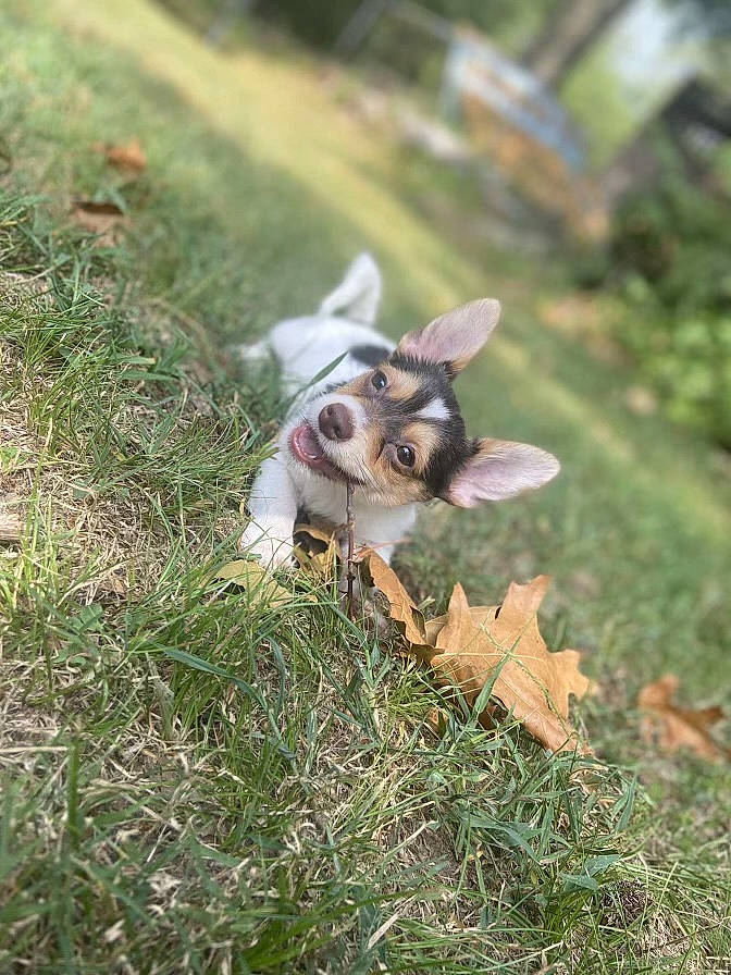 Harper Jo is registered to the contest to win money with this photo: art, canidae, companion_dog, dog, dog_breed, forest, grass, grassland, groundcover, plant, soil, sporting_group, tail, terrestrial_animal, toy, toy_dog, tree, whiskers, wood, working_animal