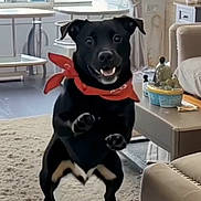 Alfie is registered to the contest to win money with this photo: bandana, black_dog, carpet, coffee_table, couch, curtain, dog, floor, fur, home_decor, indoor, living_room, paws, pet, playful, smiling, standing, table, toy, window