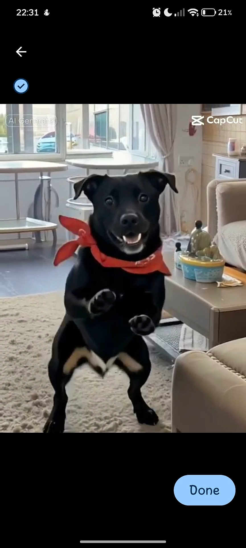 Alfie is registered to the contest to win money with this photo: bandana, black_dog, carpet, coffee_table, couch, curtain, dog, floor, fur, home_decor, indoor, living_room, paws, pet, playful, smiling, standing, table, toy, window