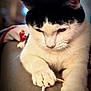 cat, black_and_white, playing, string, indoor, pet, animal, fur, paws, whiskers, close_up, cozy, soft_focus, domestic, cute, curious, relaxed, feline, toy, background_blur