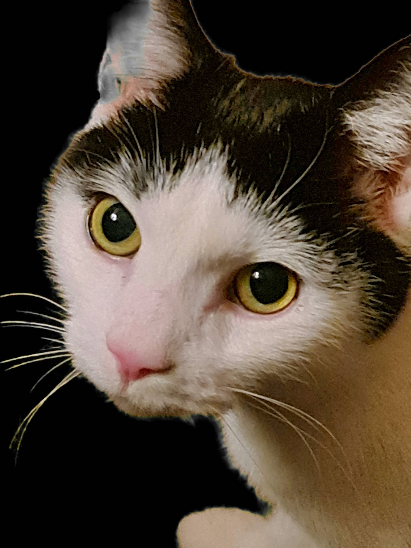 Milo is registered to the contest to win money with this photo: abyssinian, angora, animal, blackcat, cat, egyptiancat, kitten, manx, pet, snout