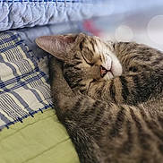 Charlie Cheese is registered to the contest to win money with this photo: cat, tabby, sleeping, curled_up, quilt, fabric, cozy, pet, feline, resting, indoor, closeup, fur, whiskers, peaceful, cute, animal, bed, soft_light, bokeh