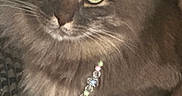 Hijo Benites joined the competition — help win amazing prizes! cat, gray_cat, green_eyes, beaded_necklace, fluffy, pet, animal, indoor, resting, cute, feline, close_up, portrait, mat, patterned_mat, whiskers, ears, tail, domestic_cat, cozy