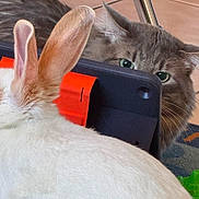 Hijo Benites is registered to the contest to win money with this photo: cat, rabbit, tablet, ears, curious, indoor, pet, animal, fur, closeup, technology, device, green_eyes, white_fur, brown_fur, floor, chair_leg, playful, interaction, home