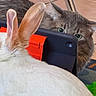 cat, rabbit, tablet, ears, curious, indoor, pet, animal, fur, closeup, technology, device, green_eyes, white_fur, brown_fur, floor, chair_leg, playful, interaction, home