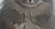 Hijo Benites is registered to the contest to win money with this photo: animal, animal_portrait, cat, cute, domestic_cat, ears, eyes, face, feline, fluffy, fur, gray_cat, indoor, long_hair, looking, muzzle, pet, portrait, sitting, whiskers
