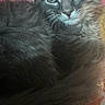 Hijo Benites joined the competition — help win amazing prizes! kitten, cat, gray_fur, fluffy, pet, animal, indoor, closeup, relaxed, cute, whiskers, ears, tail, feline, portrait, pink_background, resting, young_cat, soft_fur, domestic_cat