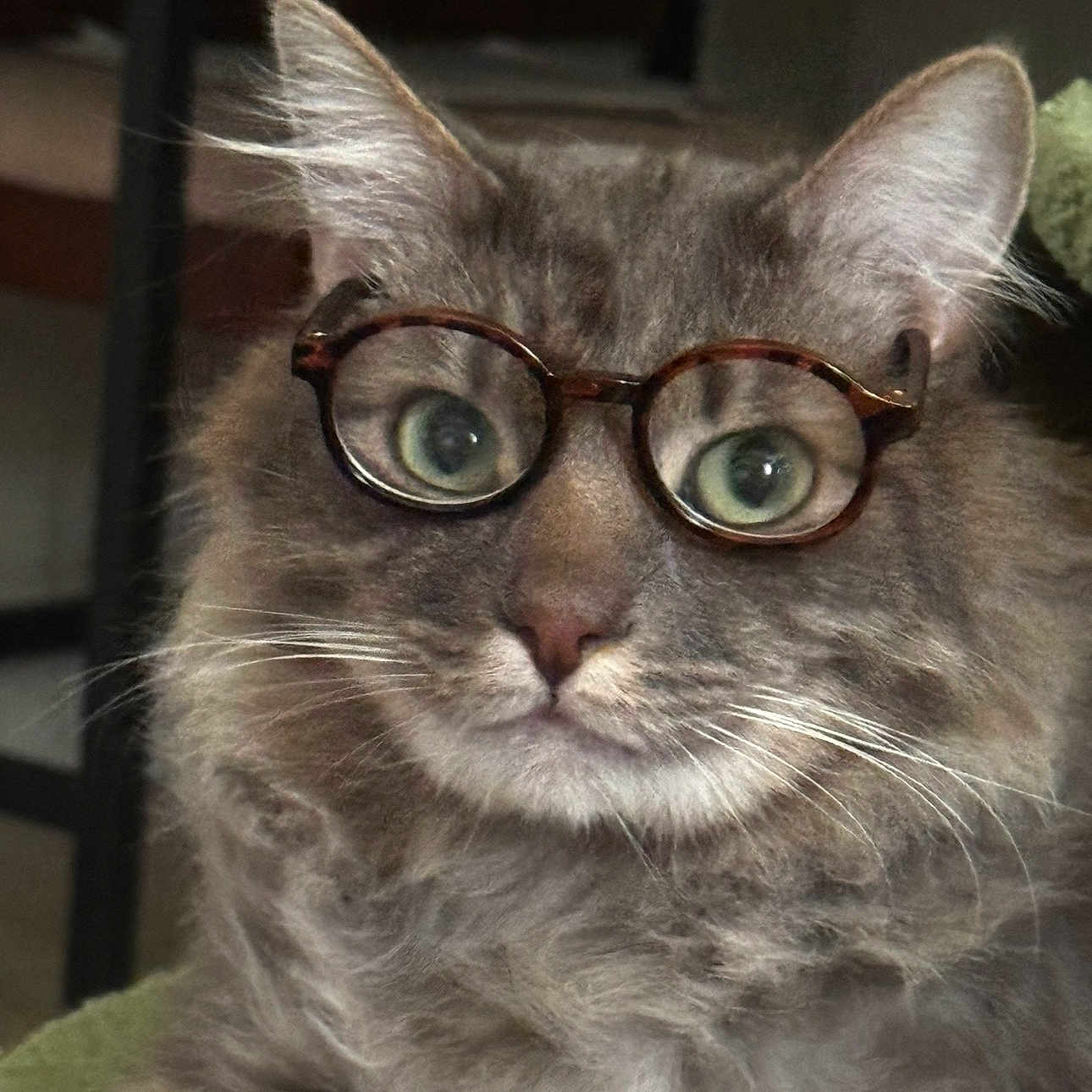 Hijo Benites is registered to the contest to win money with this photo: cat, glasses, gray_fur, fluffy, whiskers, ears, green_eyes, indoor, portrait, close_up, pet, animal, feline, tortoiseshell_glasses, curious, cute, funny, face, looking, sitting