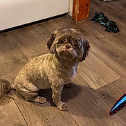 Bonnie joined the competition — help win amazing prizes! animal, bed, companion, cute, dog, domestic_animal, ears, floor, flooring, fur, groomed, home, indoor, looking_up, pet, playful, small_dog, tail, toy, wooden_floor