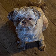Cly is registered to the contest to win money with this photo: adorable, animal, brown_fur, canine, companion, curly_tail, cute, dog, domestic_animal, flooring, friendly, fur, house_pet, indoor, looking_up, pet, portrait, sitting, small_dog, wooden_floor