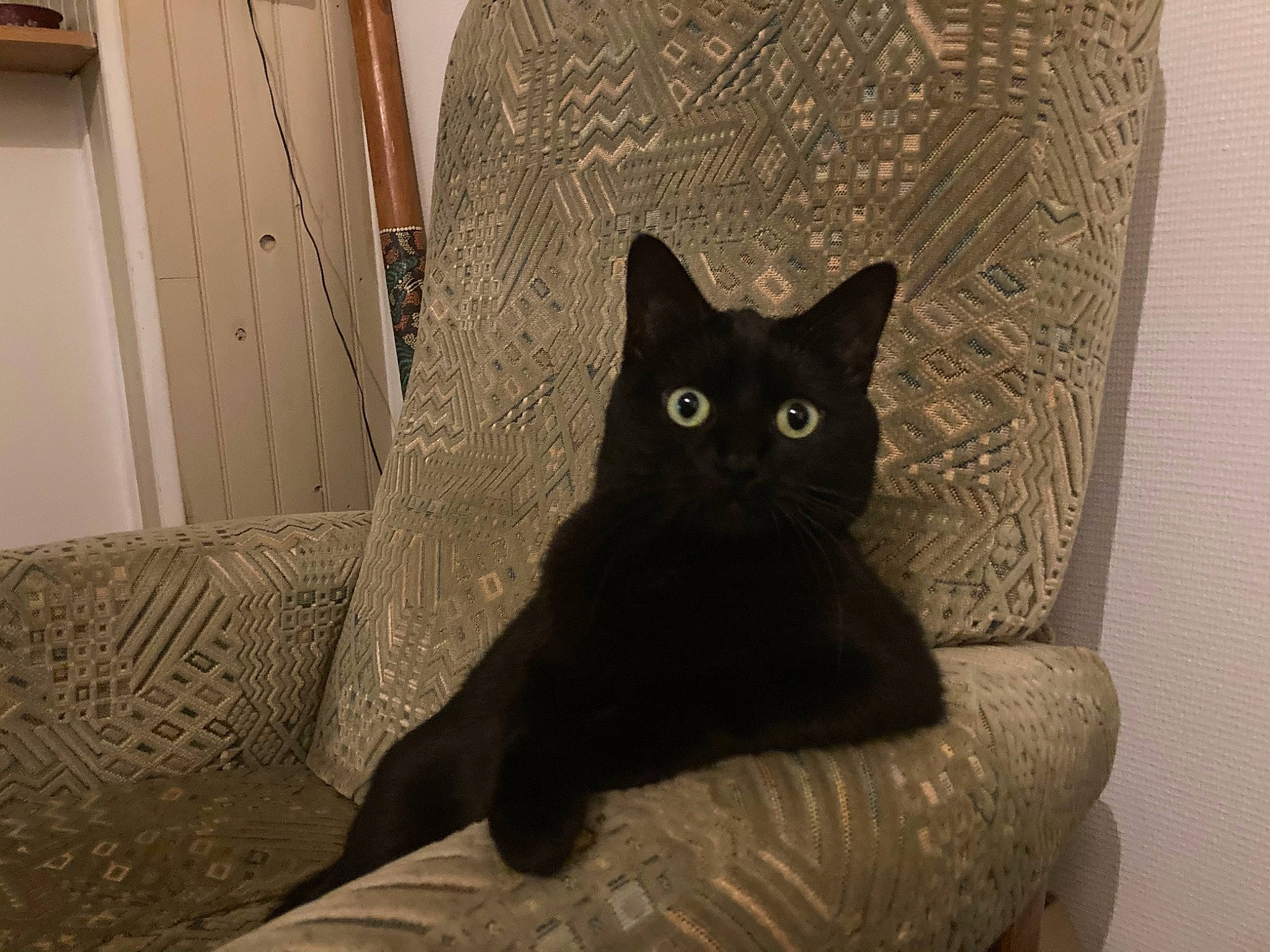 May a rejoint le concours — aidez-le/la à gagner de superbes lots ! black_cat, carnivore, cat, cat_supply, chair, comfort, domestic_short_haired_cat, door, felidae, fur, grey, hardwood, pet_supply, room, small_to_medium_sized_cats, snout, tail, tints_and_shades, whiskers, wood