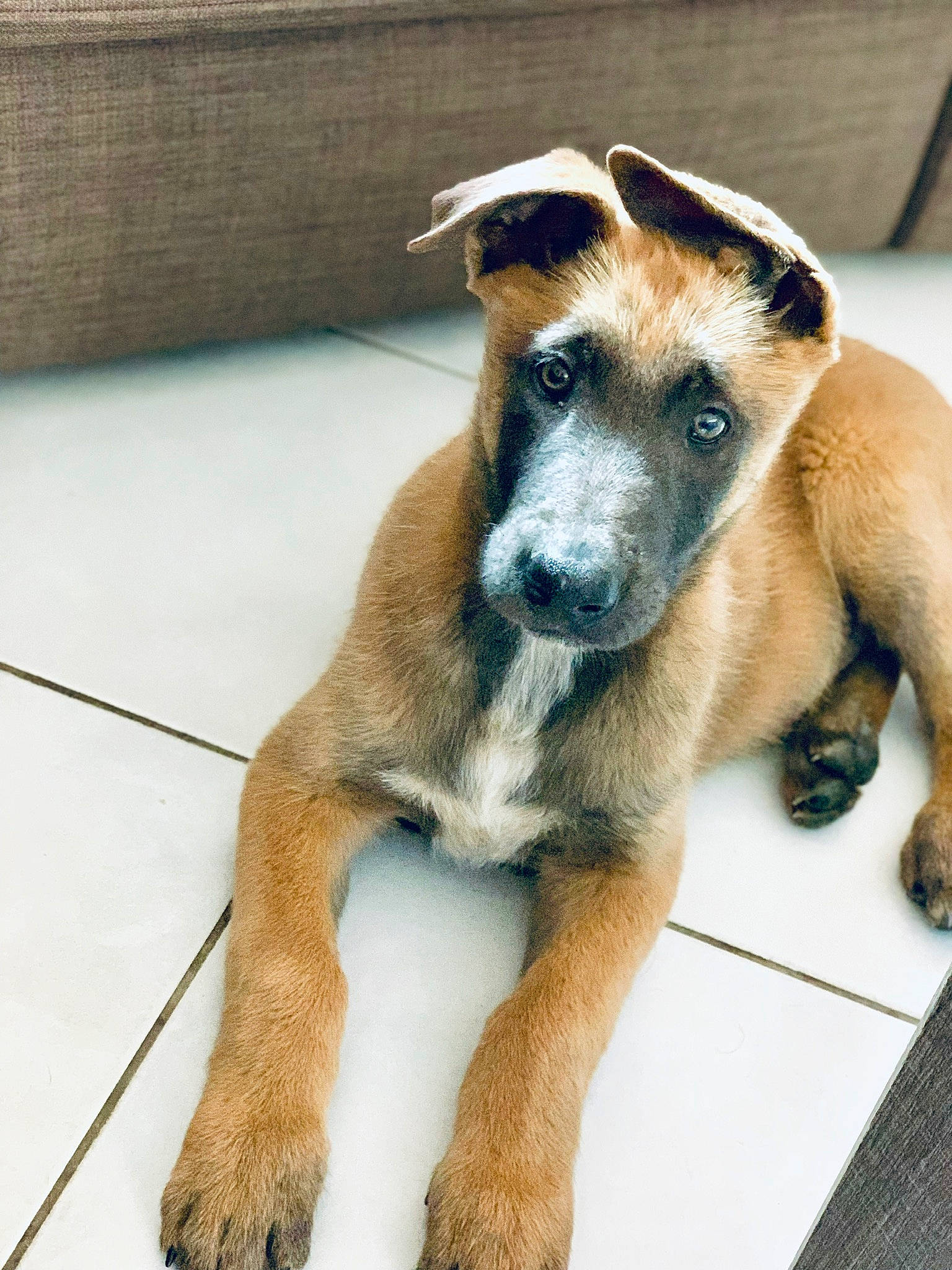 Phoenix participe au concours pour gagner de l'argent avec cette photo : black_mouth_cur, canidae, carnivore, dog, dog_breed, fawn, mammal, rare_breed_dog, snout, street_dog, vertebrate