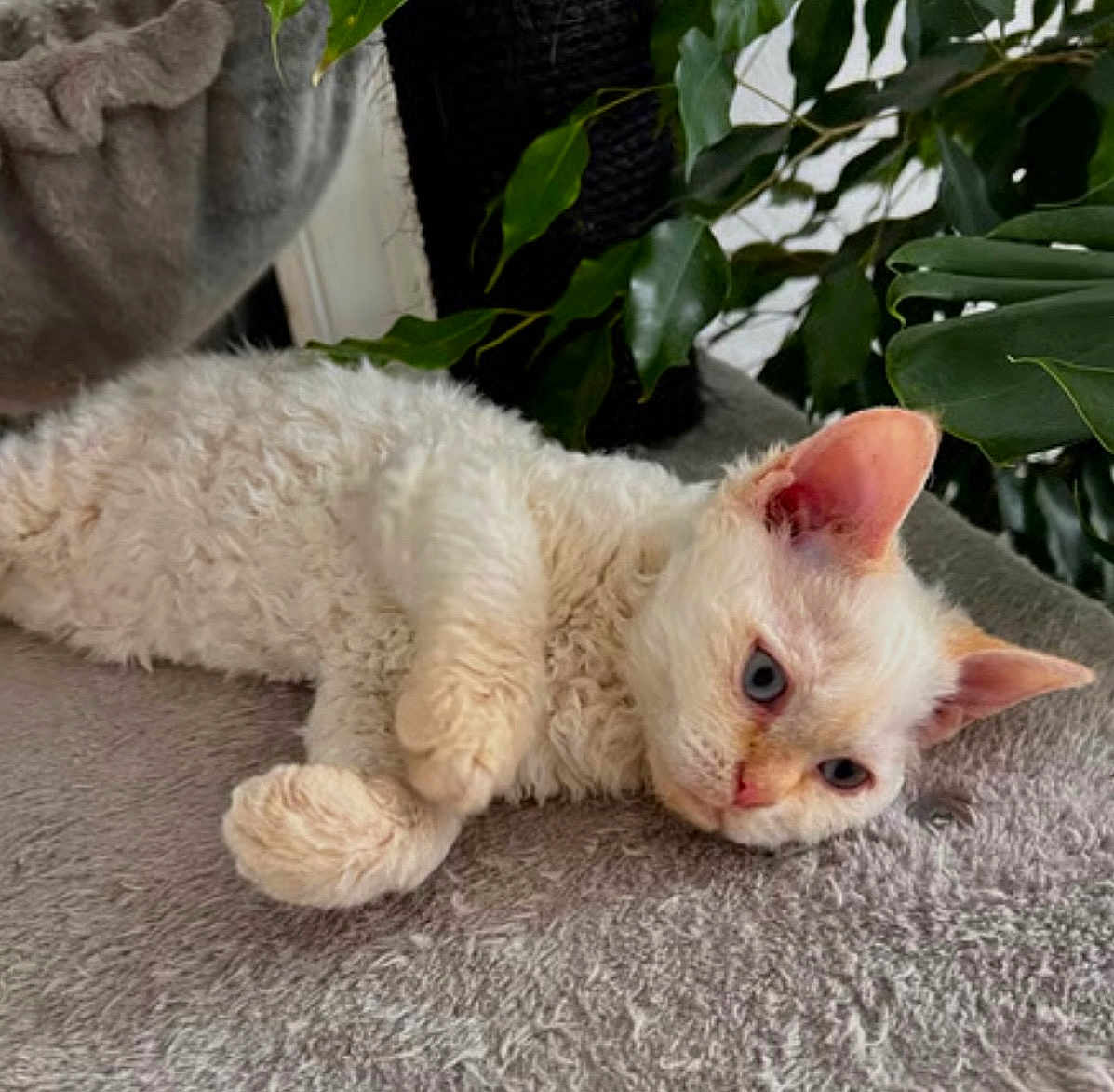 Obi is registered to the contest to win money with this photo: cat, curly_fur, blue_eyes, indoor, plant, green_leaves, soft_texture, lounging, relaxed, pet, animal, cozy, feline, whiskers, ears, face, close_up, resting, fur, nature