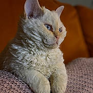 Obi is registered to the contest to win money with this photo: cat, fluffy, curly_fur, blue_eyes, knitted_blanket, cozy, indoor, pet, feline, relaxed, soft_lighting, closeup, portrait, warm_colors, orange_background, cute, animal, whiskers, ears, paws