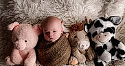 Arthur joined the competition — help win amazing prizes! baby, infant, swaddled, blanket, plush_toy, stuffed_animal, pig, hedgehog, cow, fluffy_rug, soft_texture, cute, child, lying_down, indoors, cozy, portrait, closeup, comfortable, adorable