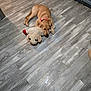 Levi is registered to the contest to win money with this photo: puppy, dog, golden_retriever, plush_toy, sheep_toy, floor, wood_floor, indoor, pet, collar, sleeping, cute, animal, kitchen, cabinet, resting, toy, cozy, brown, red_collar