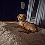 dog, puppy, golden_retriever, bed, blanket, indoor, curtains, air_conditioner, fur, relaxed, lying_down, cozy, home, dark_wall, soft_light, wooden_bed_frame, pet, animal, resting, comfort