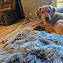 Levi is registered to the contest to win money with this photo: dog, puppy, golden_retriever, blanket, fluffy, living_room, recliner, curtains, door, wooden_floor, dog_toys, indoor, relaxed, cozy, fur, pet, home, comfort, animal, resting