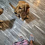 dog, puppy, golden_retriever, floor, wood_floor, slippers, robe, pink, checkered, indoor, pet, animal, cute, waiting, furry, domestic, companion, two_dogs, home, cozy