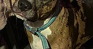 Tyson is registered to the contest to win money with this photo: dog, brindle, collar, indoor, head_tilt, curious, pet, animal, towel, clothes, folded_clothes, floor, rug, teal_collar, ears, fur, face, domestic, companion, looking