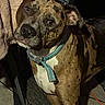 dog, brindle, collar, indoor, head_tilt, curious, pet, animal, towel, clothes, folded_clothes, floor, rug, teal_collar, ears, fur, face, domestic, companion, looking