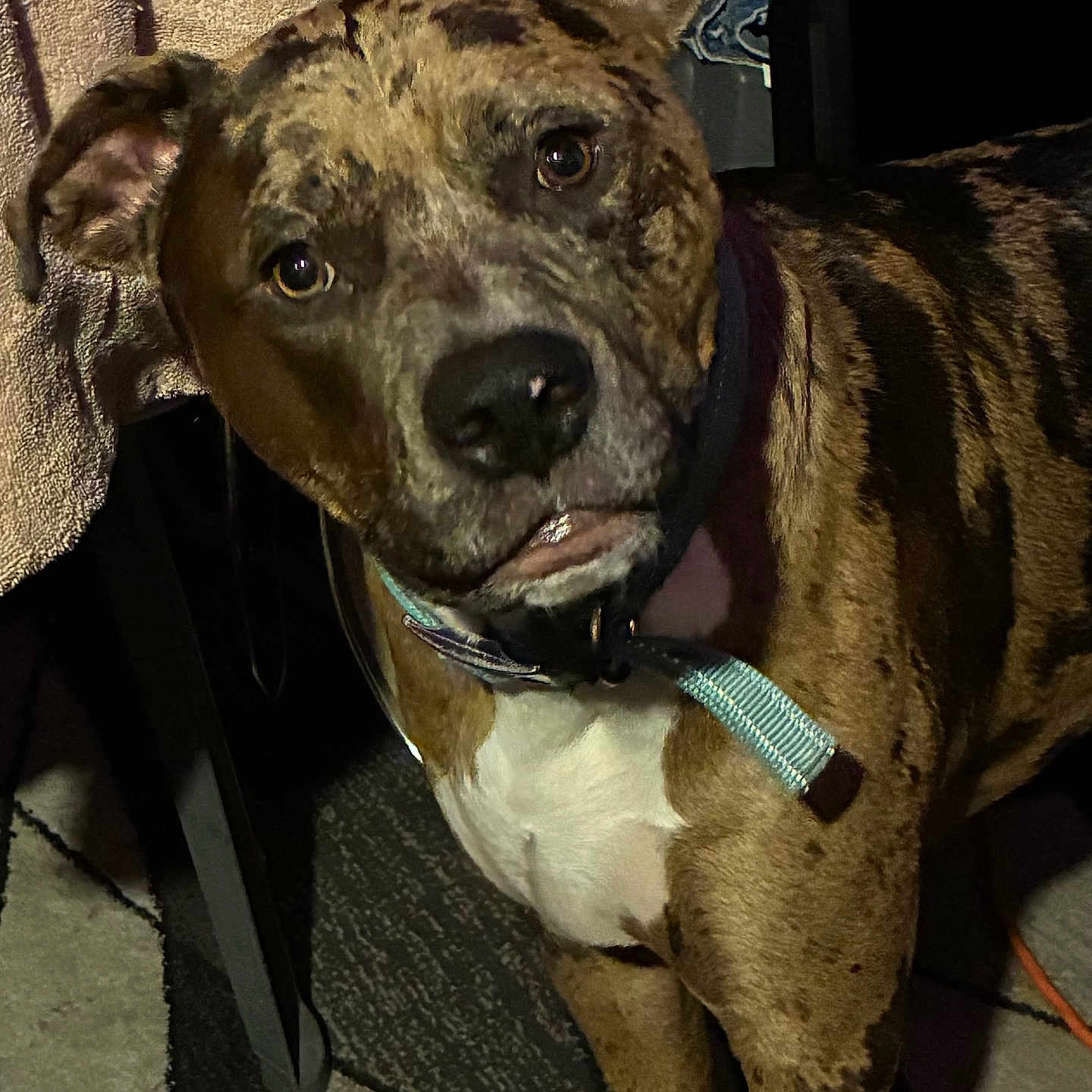 Tyson joined the competition — help win amazing prizes! dog, brindle, pet, indoor, carpet, towel, collar, curious, animal, mammal, furniture, floor, closeup, domestic_animal, companion, looking_up, ears, face, whiskers, tail