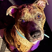 Tyson joined the competition — help win amazing prizes! dog, brindle, collar, pet, animal, close_up, indoor, carpet, sitting, ears, face, fur, brown, black, white, looking_up, shadow, light, portrait, cute