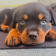 Buddy joined the competition — help win amazing prizes! puppy, rottweiler, dog, close_up, lying_down, paws, face, eyes, fur, cute, pet, animal, indoor, resting, sleepy, adorable, young, black_and_tan, portrait, nose